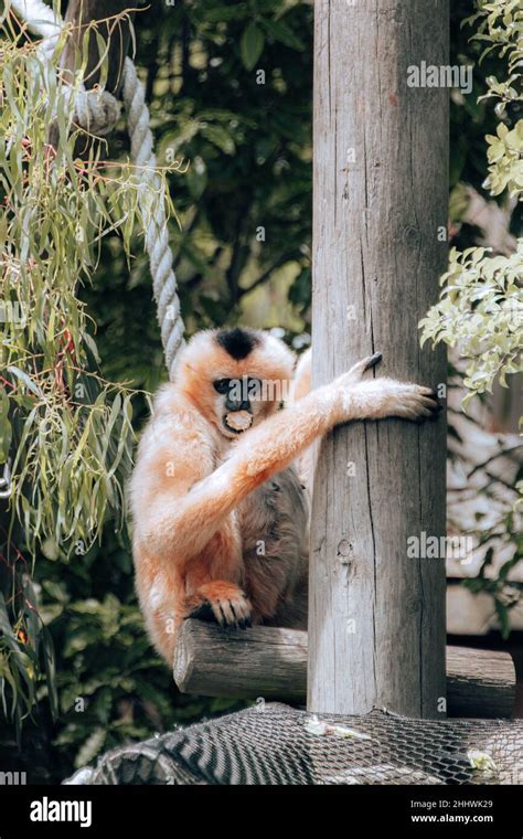 White Cheeked Gibbon Lounging Around Stock Photo Alamy