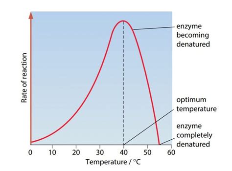 Enzyme And Their Substrates Mode Of Action Plantlet