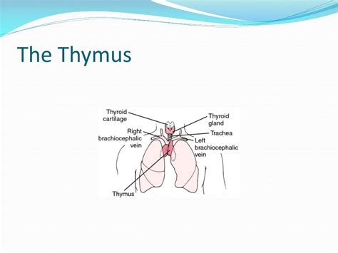 Ppt Stochastic Simulation Of Thymic Selection Powerpoint Presentation