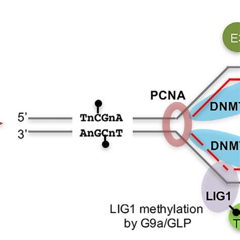 Schematic Diagram Of De Novo And Maintenance Dna Methylation At Cpg