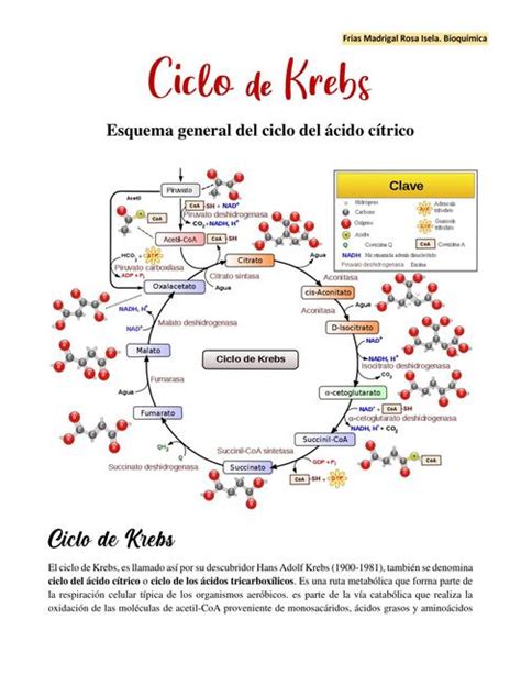 Ciclo De Krebs Enzima Bioquímica Udocz