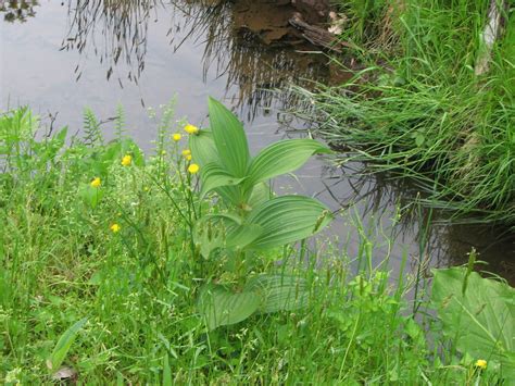 Veratrum Viride Green False Hellebore By A Swale Christopher Hoess