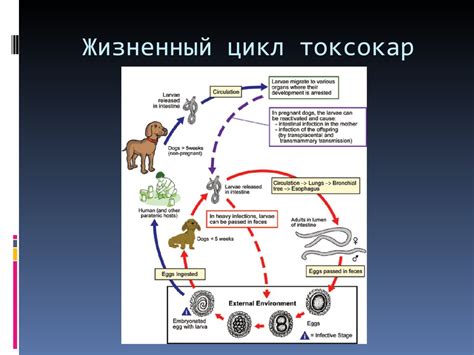Токсокароз. Жизненный цикл токсокар - презентация онлайн