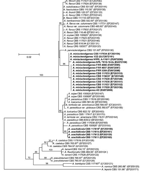 Table 1 From Two Novel Aflatoxin Producing Aspergillus Species From