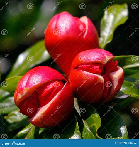 De Bloem Van De Granaatappel Stock Afbeelding Image Of Rood Groen