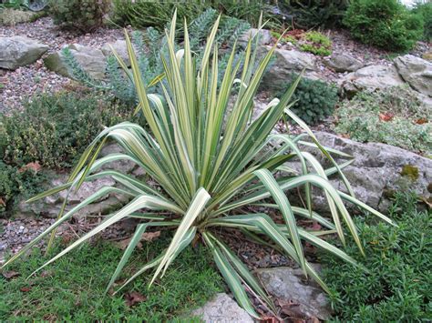 Golden Sword Yucca Yucca Filamentosa Golden Sword Linda Daley