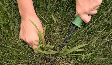 Pest Alert: Crabgrass in St. Augustine Grass Lawns | Mainscape | Landscape Services