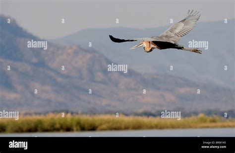 Goliath Heron In Flight Stock Photo Alamy