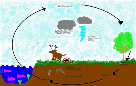 Los Ciclos De La Naturaleza Ciclo Del Nitrogeno