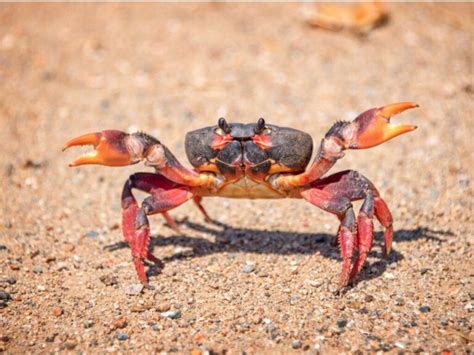 Caranguejo É Vertebrado Ou Invertebrado - Caranguejos: tipos, características, comportamento e reprodução - Meus ...