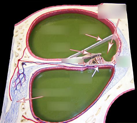 Cochlea Cross Section Diagram Quizlet