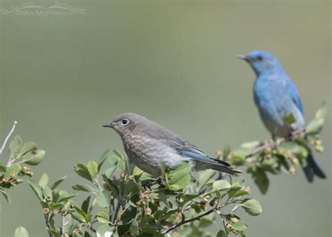 Mountain Bluebirds In A Wasatch Mountain Canyon Mia McPherson S On