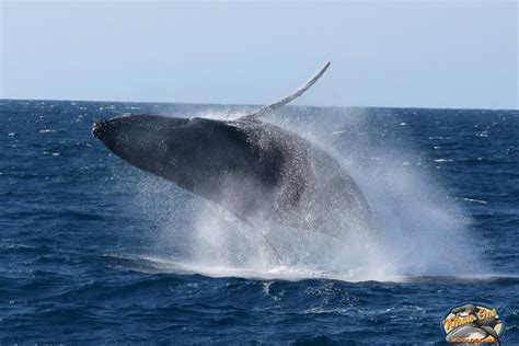 2023 Mooloolaba Whale Watching Cruise Provided By Sunreef