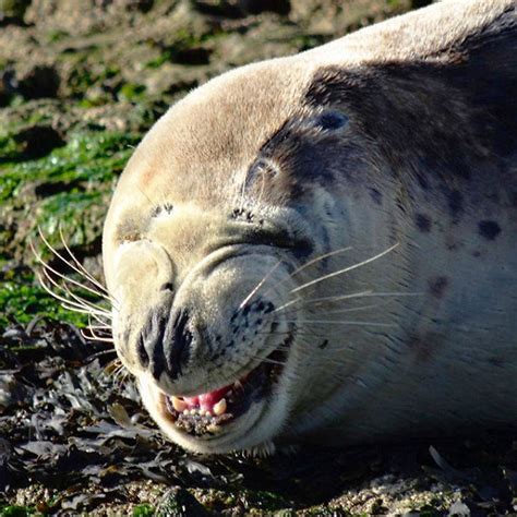 Seals Just Cant Stop Laughing 30 Pics