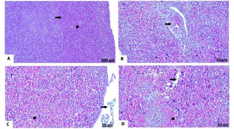 Photomicrograph Of Spleen Sections Hematoxylin And Eosin Stain Of Download Scientific Diagram