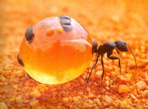 7 Honeypot Ant Facts - Fact Animal