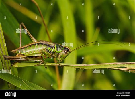 Cricket Insect Hi Res Stock Photography And Images Alamy