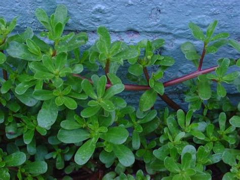 Herb Of The Week Purslane Edible Plants Wild Edibles Plants