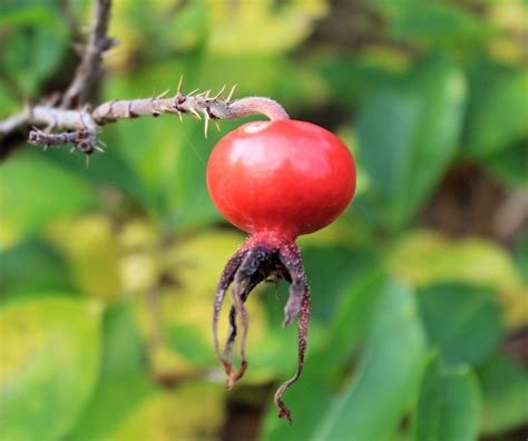 Free Images Tree Nature Branch Blossom Fruit Leaf Flower Food