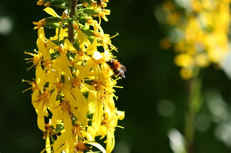 Ilmaisia Kuvia puu luonto haara puun lehti eläin kesä siitepöly