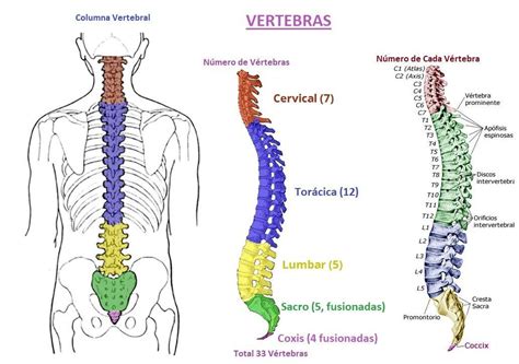 Vértebras CERVICALES características y función RESUMEN con FOTOS