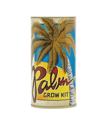 Palm Tree Seed Grow Kit Marketplace 1800flowers