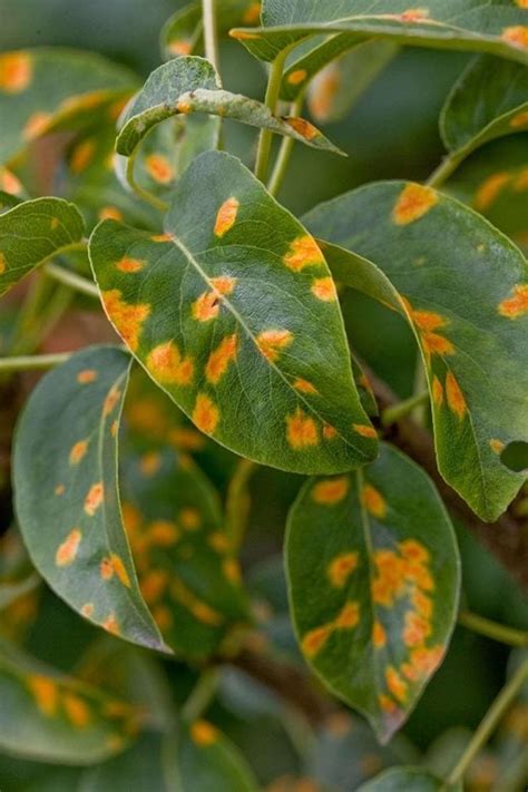 Plant diseases: RHS plant pathology; Research, advice and control / RHS ...