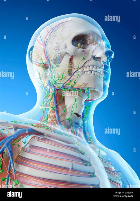 Anatomia De Cabeza Y Cuello Organos Fotograf As E Im Genes De Alta