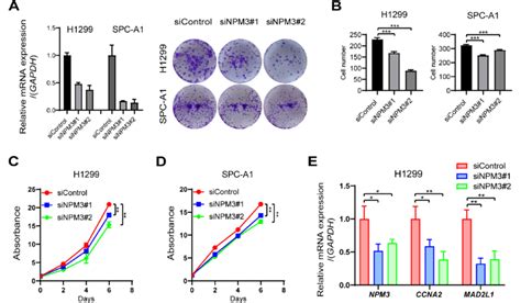 Npm Knockdown Inhibits Proliferation Of Luad Cells A Cell Clone