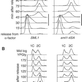 Overexpression Of Sml1 4SA But Not SML1 Slows S Phase Progression In