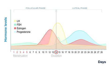 The Menstrual Cycle Phases Of Your Cycle Off