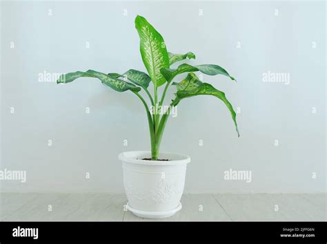 Indoor Potted Plant Close Up Detail Of Dieffenbachia In The Room