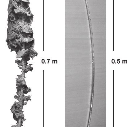 The skeleton of Euplectella aspergillum , from the spicules anchored in ...