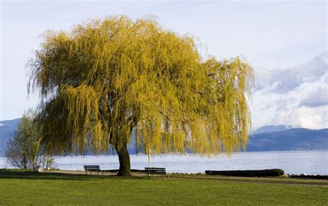 Weeping Willow Tree Diseases and the Ways We Can Tackle Them - Gardenerdy