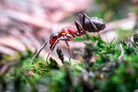 Borax For Ants - Borax Ant Killer