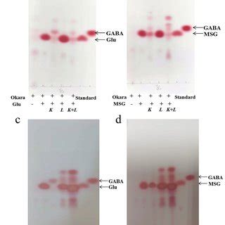 TLC Analysis Of GABA By K Marxianus C21 Fermentation In Different