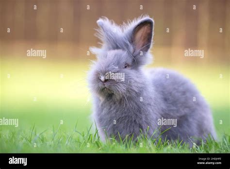 Cute Grey Fluffy Rabbit Sitting On Grass Backyard Stock Photo Alamy