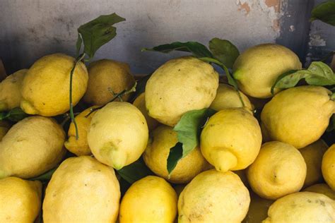 Lemon Trees for Sale - Buying & Growing Guide - Trees.com