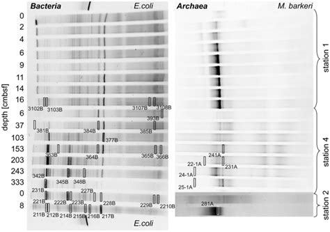 Denaturing Gradient Gel Electrophoresis Photographs Showing The 16s Download Scientific Diagram