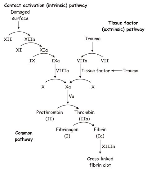 Coagulation sanguine Définition et Explications