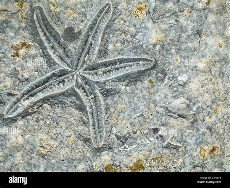 Asteroidea Fossils