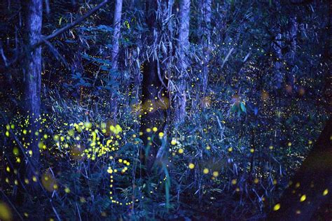 These Dazzling Long Exposures Capture Japans Fireflies Firefly