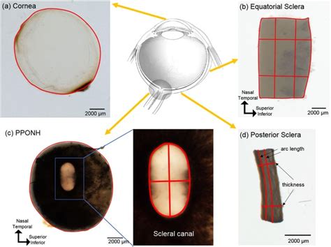 Formalin Fixation And Cryosectioning Cause Only Minimal Changes In