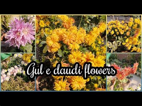 Gul E Daudi K Phul Khil Gye Gul E Daudi Flowers Chrysanthemum