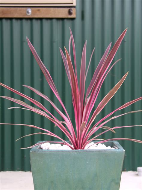 Pink Cordyline Png Sublimation Design Printable Png Images Off