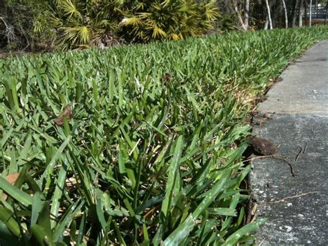 How To Find Out What Type Of Grass You Have Storables