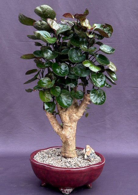 Fabian Aralia Bonsai Tree Polyscias Scutellaria Fabian