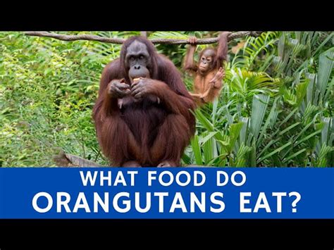 What Do Orangutans Eat