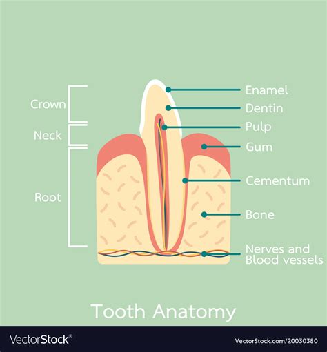 Side View Incisor Tooth Anatomy Structure Vector Image