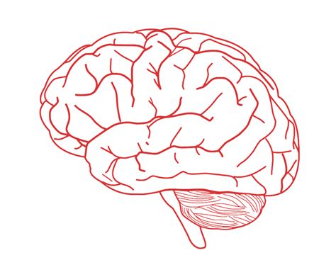 Cerebro El Cerebro Humano Dibujo Imagen Png Imagen Transparente Images